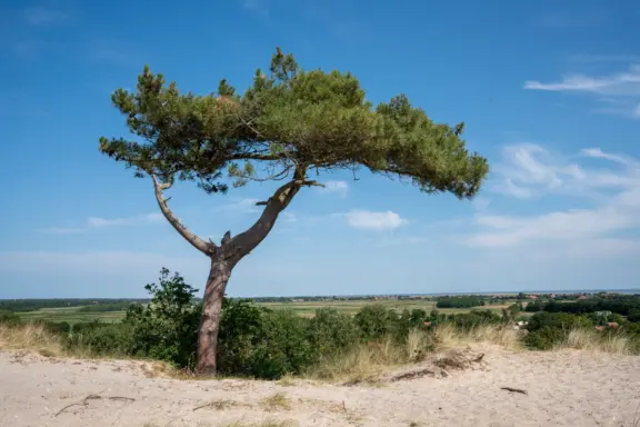Terschelling Recreatie De Riesen eenzame boom