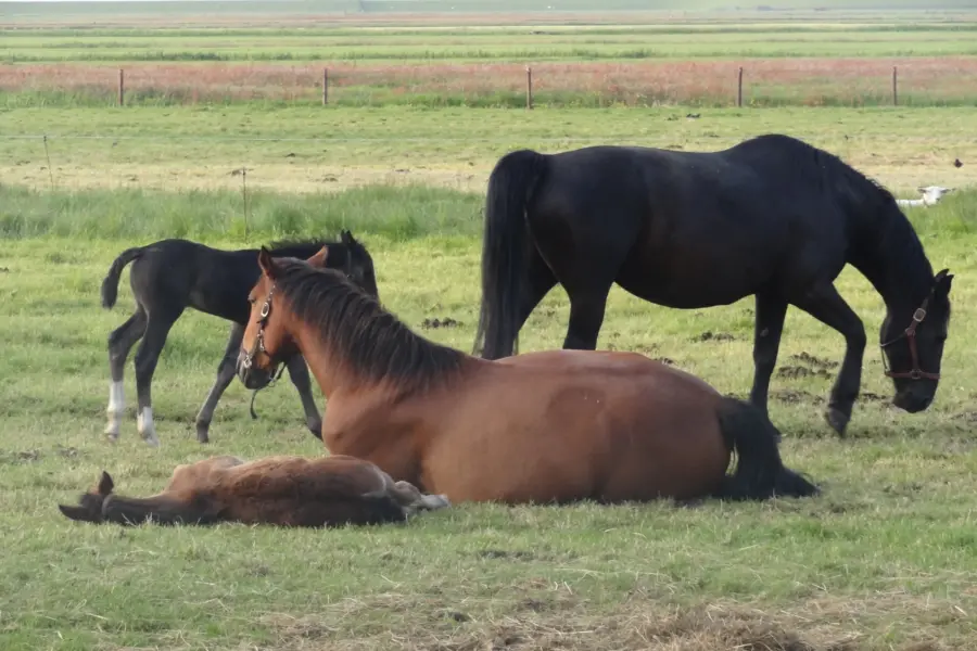 Paard Terschelling 25 DESKTOP34 A DESKTOP34 A